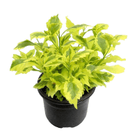 PLANTA DURANTA GOLDEN