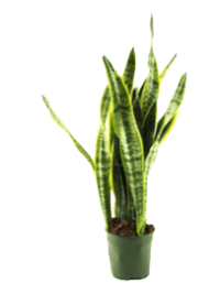 PLANTA SANSEVIERIA