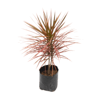 PLANTA DRACENA MARGARINA ROJA