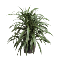 PLANTA DRACENA WARNEKE