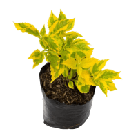 PLANTA DURANTA VARIEGA